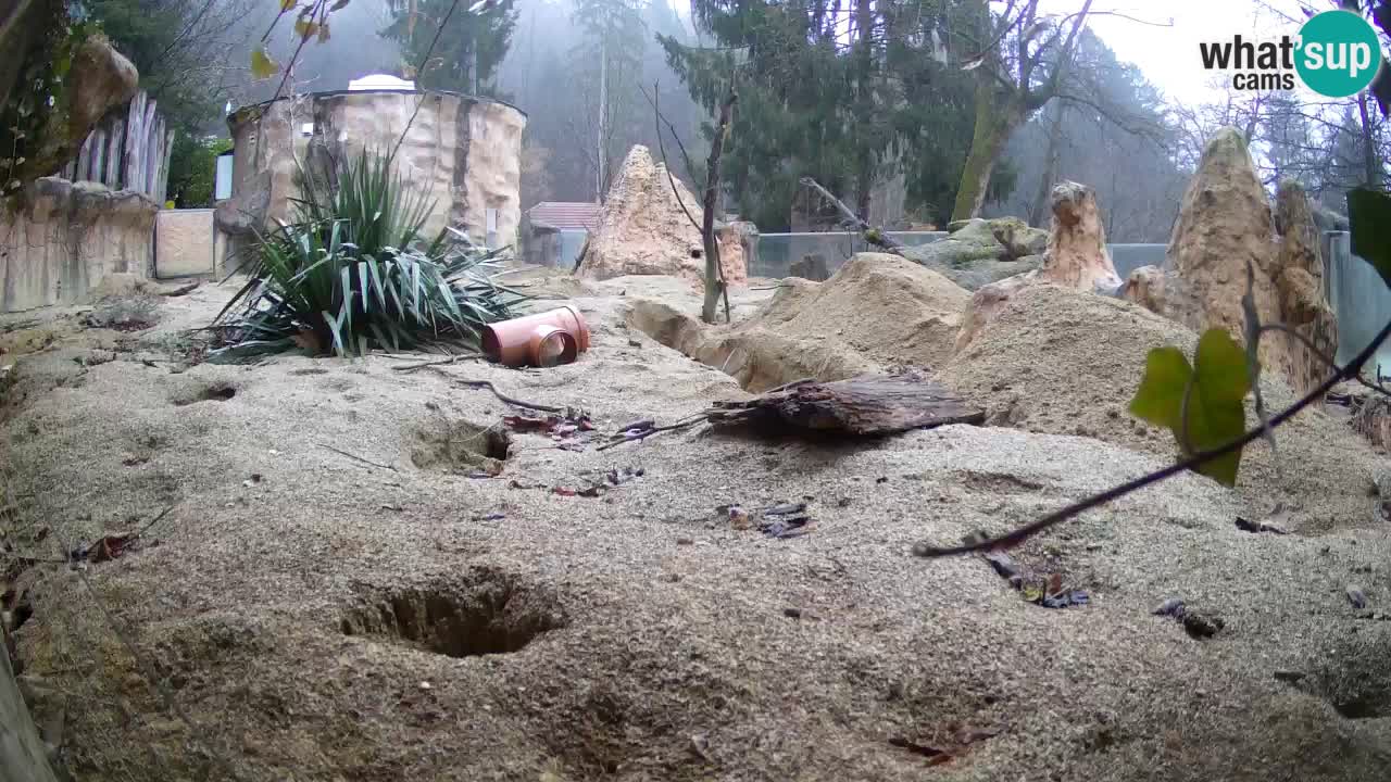 Zoo Ljubljana – Meerkat (Suricata)