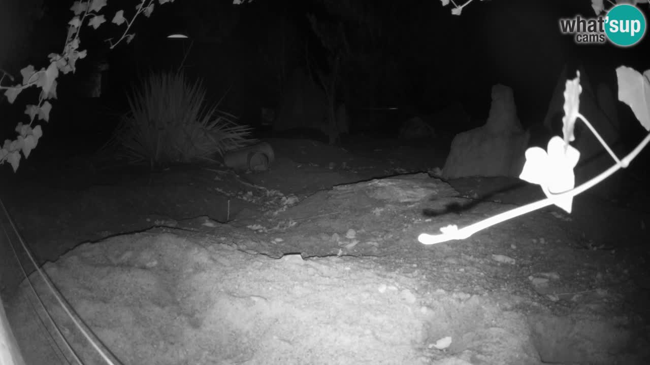 Zoo Ljubljana – Meerkat (Suricata)