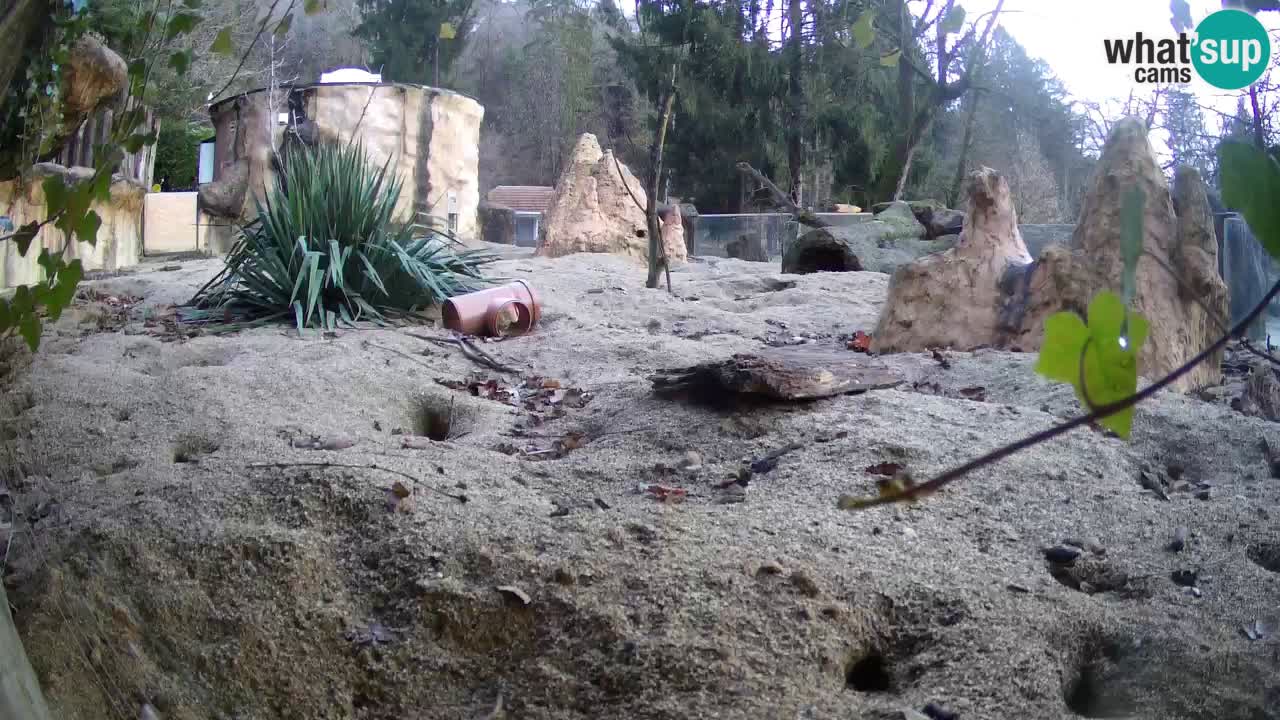 Zoo Ljubljana – Meerkat (Suricata)