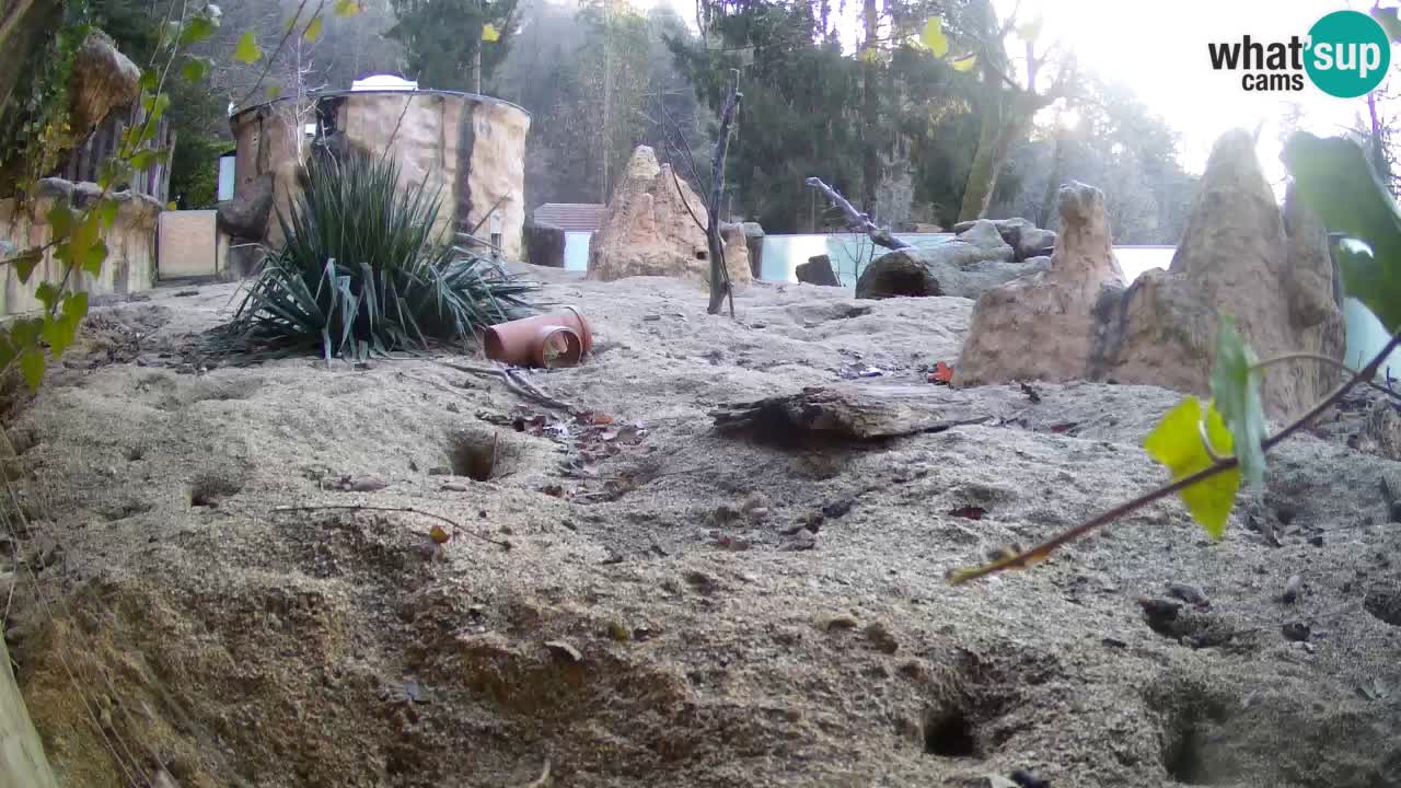 Zoo Ljubljana – Live webcam Meerkat (Suricata)