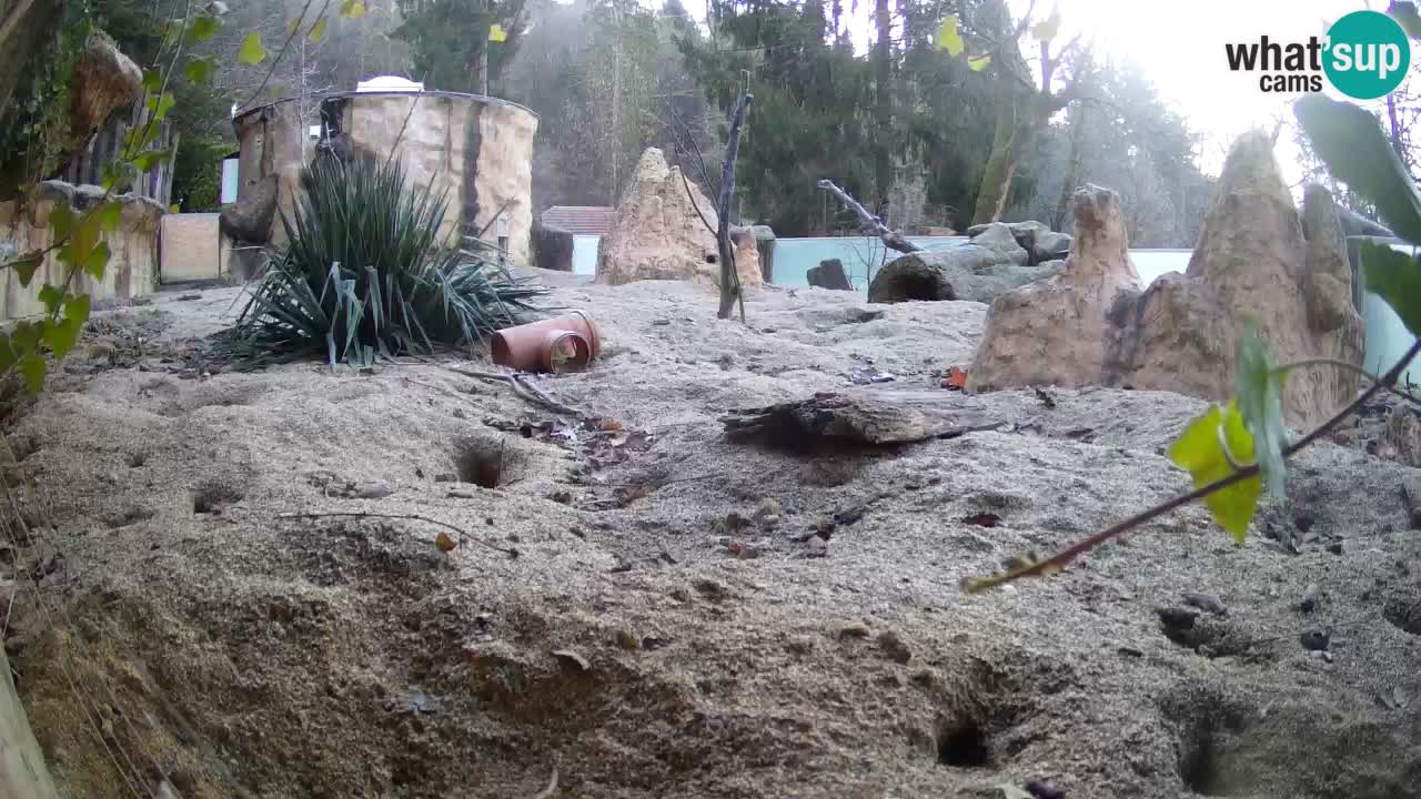 Zoo Ljubljana – Live webcam Meerkat (Suricata)