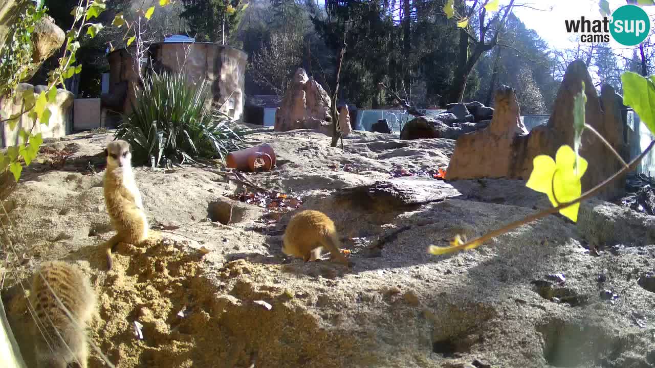 Webcam live Zoo Ljubljana – Suricata