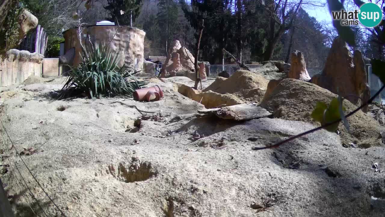 Zoo Ljubljana – Live webcam Meerkat (Suricata)