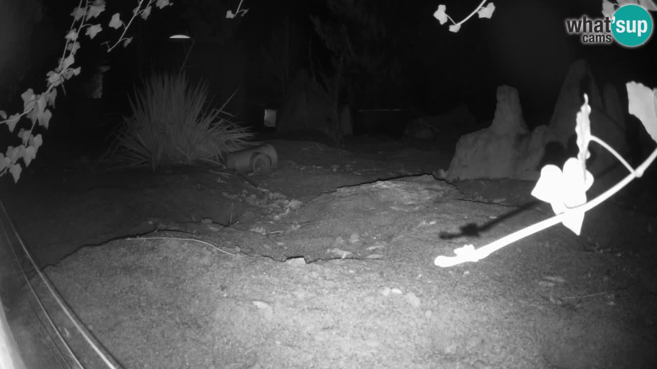 Zoo Ljubljana – Live webcam Meerkat (Suricata)