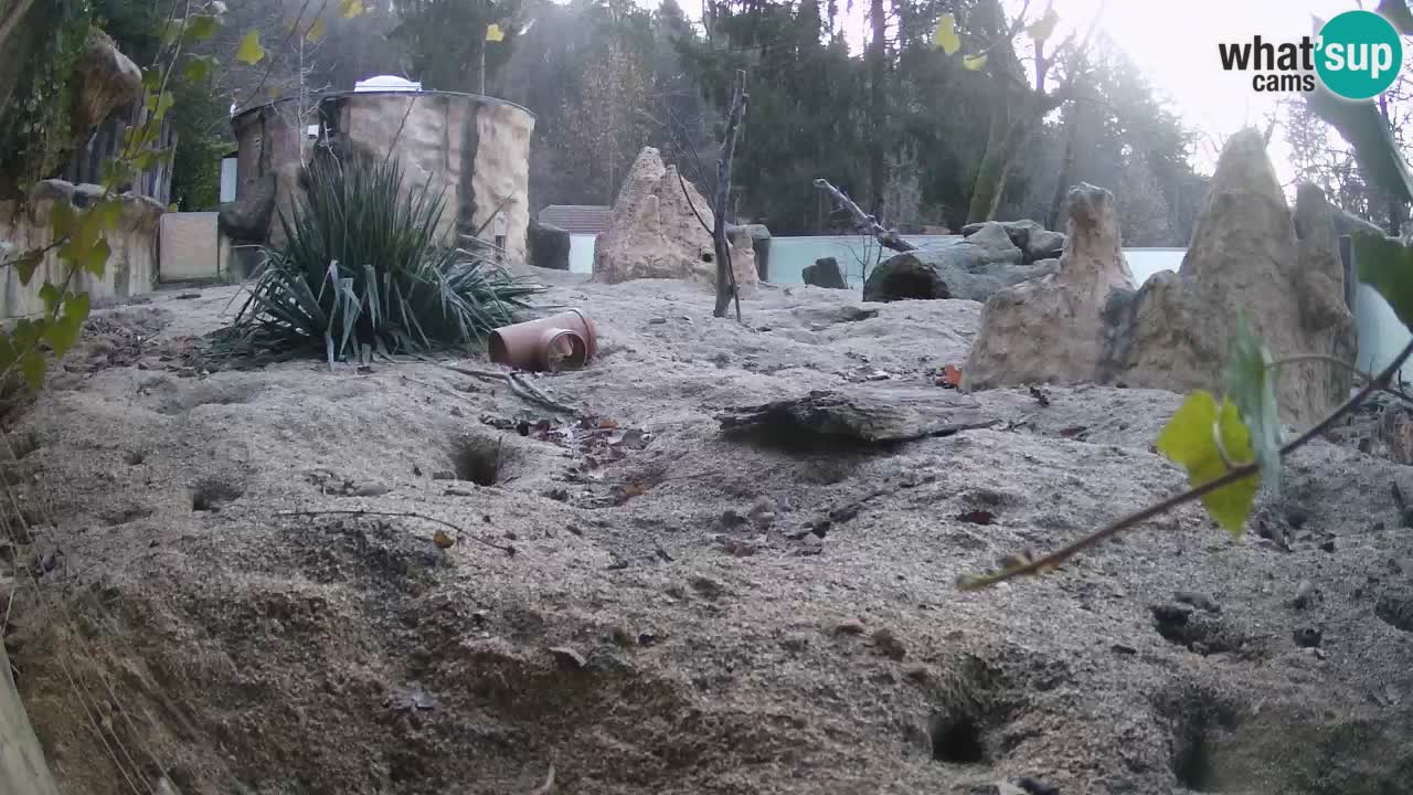 Zoo Ljubljana – Meerkat (Suricata)