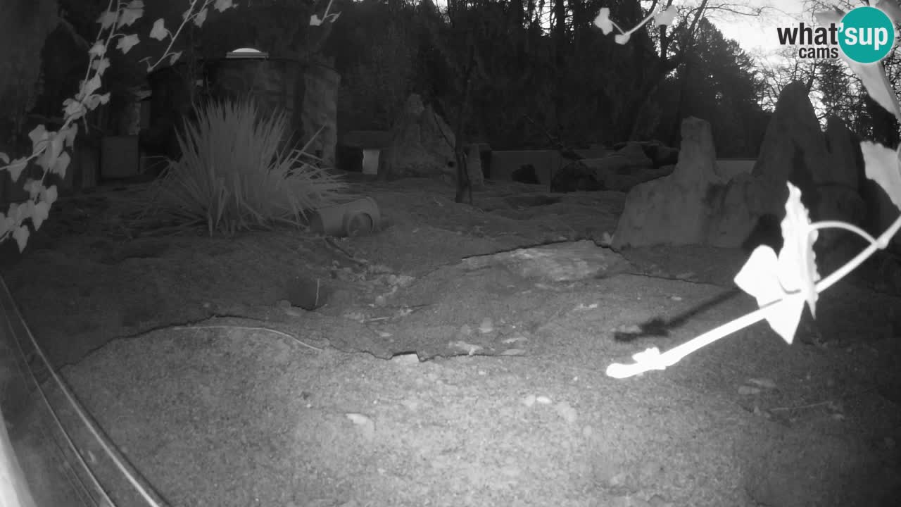 Webcam Zoo Ljubljana – Suricate