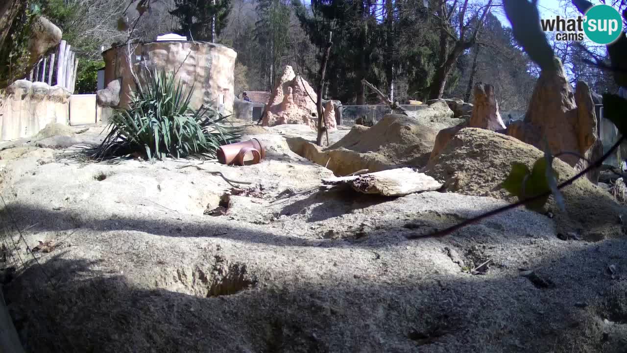 Live cam Zoo Ljubljana – Erdmännchen