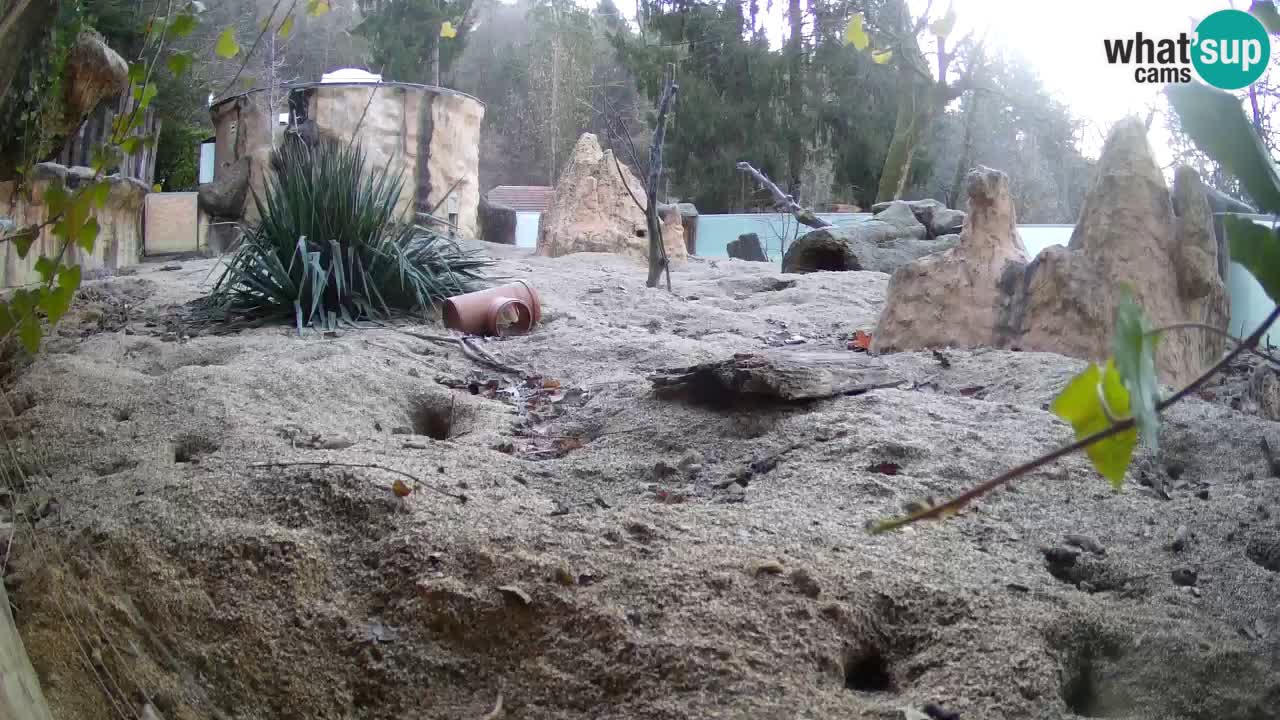 Zoo Ljubljana – Meerkat (Suricata)