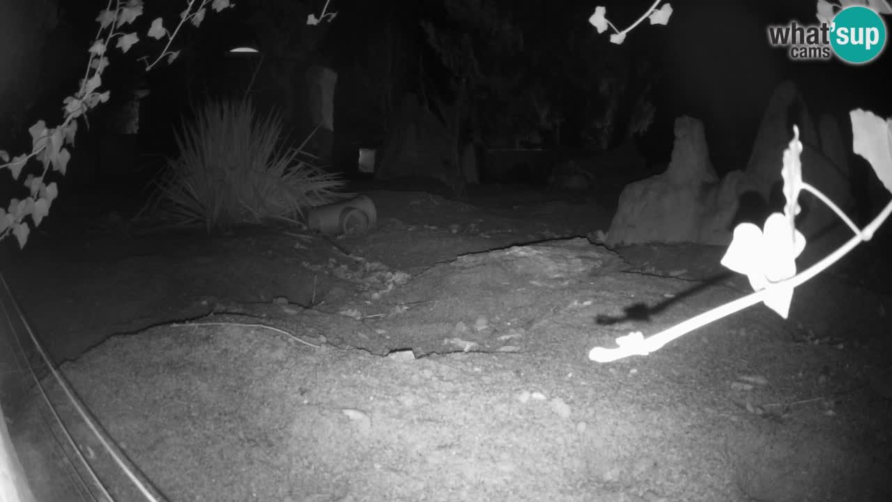 Zoo Ljubljana – Live webcam Meerkat (Suricata)