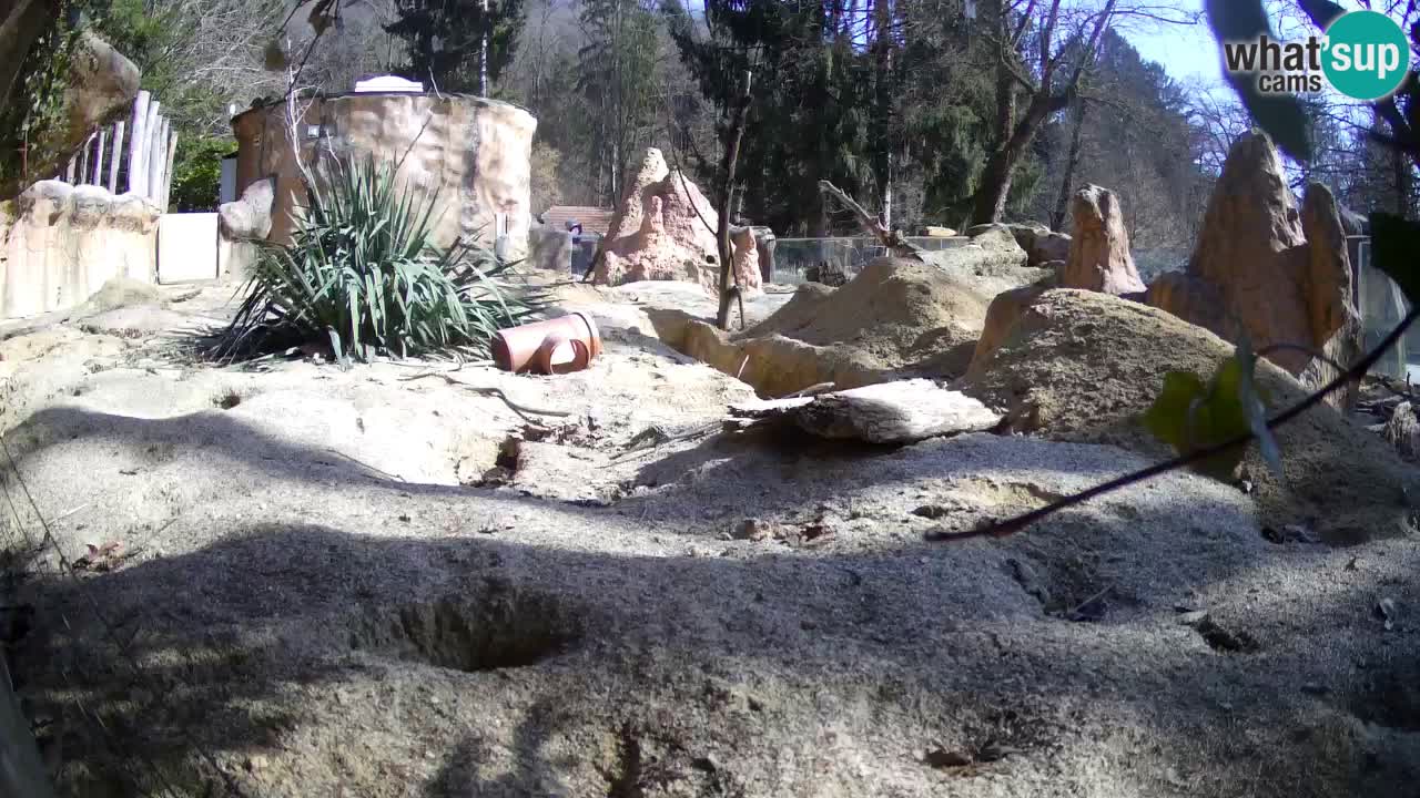 Live cam Zoo Ljubljana – Erdmännchen