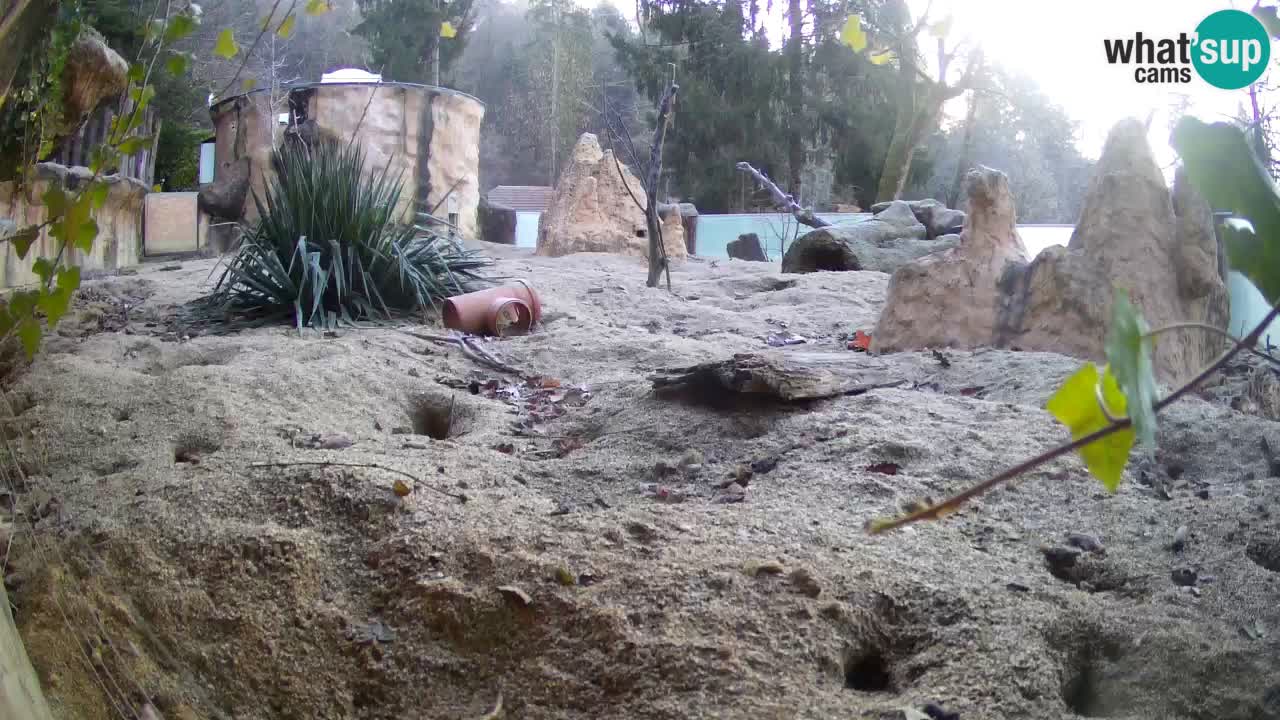 Webcam Zoo Ljubljana – Suricate