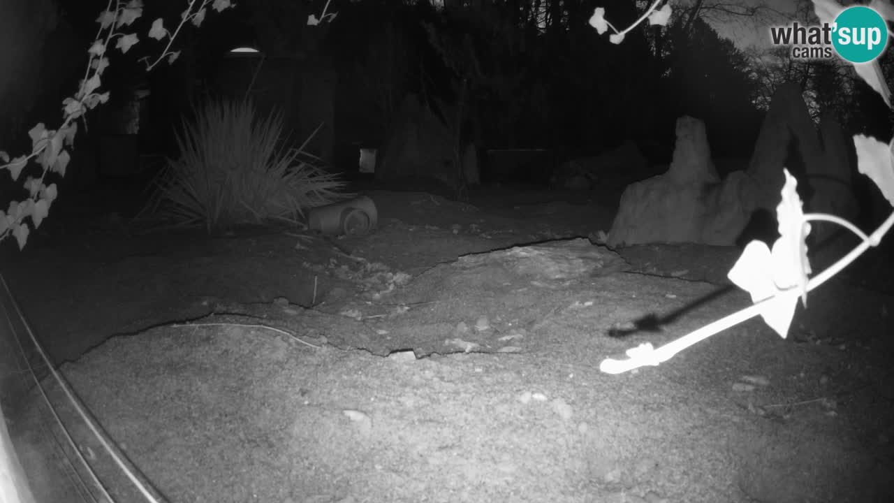 Zoo Ljubljana – Live webcam Meerkat (Suricata)