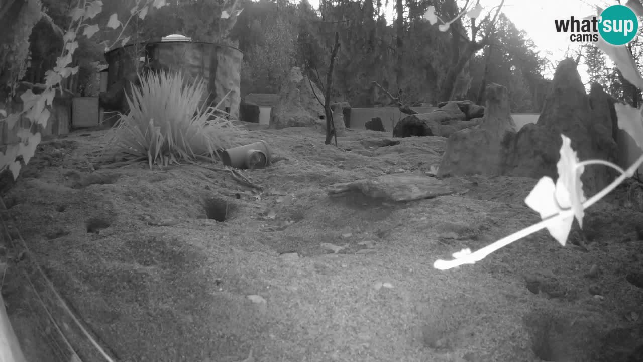 Webcam live Zoo Ljubljana – Suricata