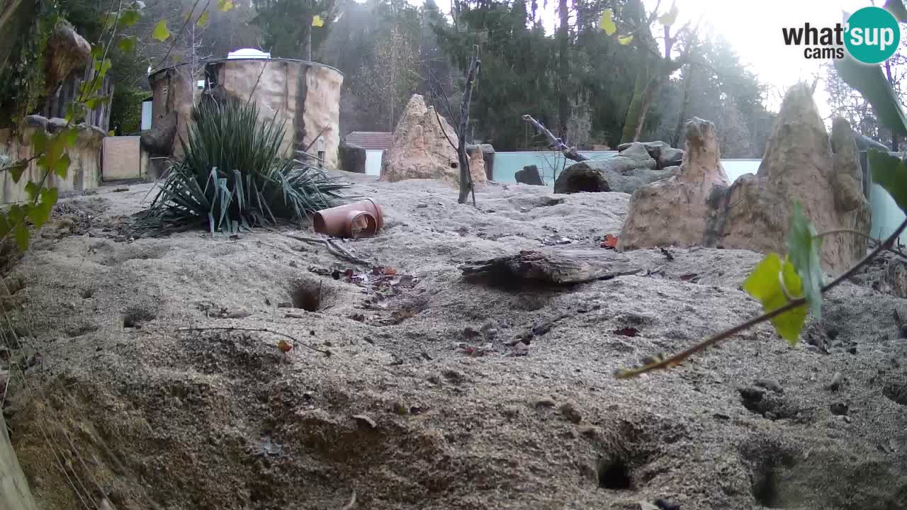 Webcam Zoo Ljubljana – Suricate