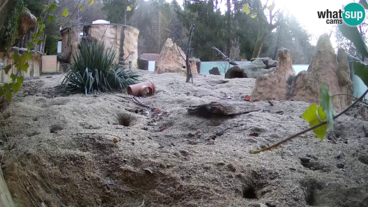 Zoo Ljubljana – Live webcam Meerkat (Suricata)