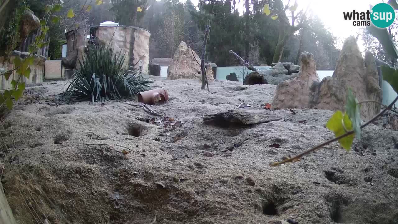 Zoo Ljubljana – Live webcam Meerkat (Suricata)