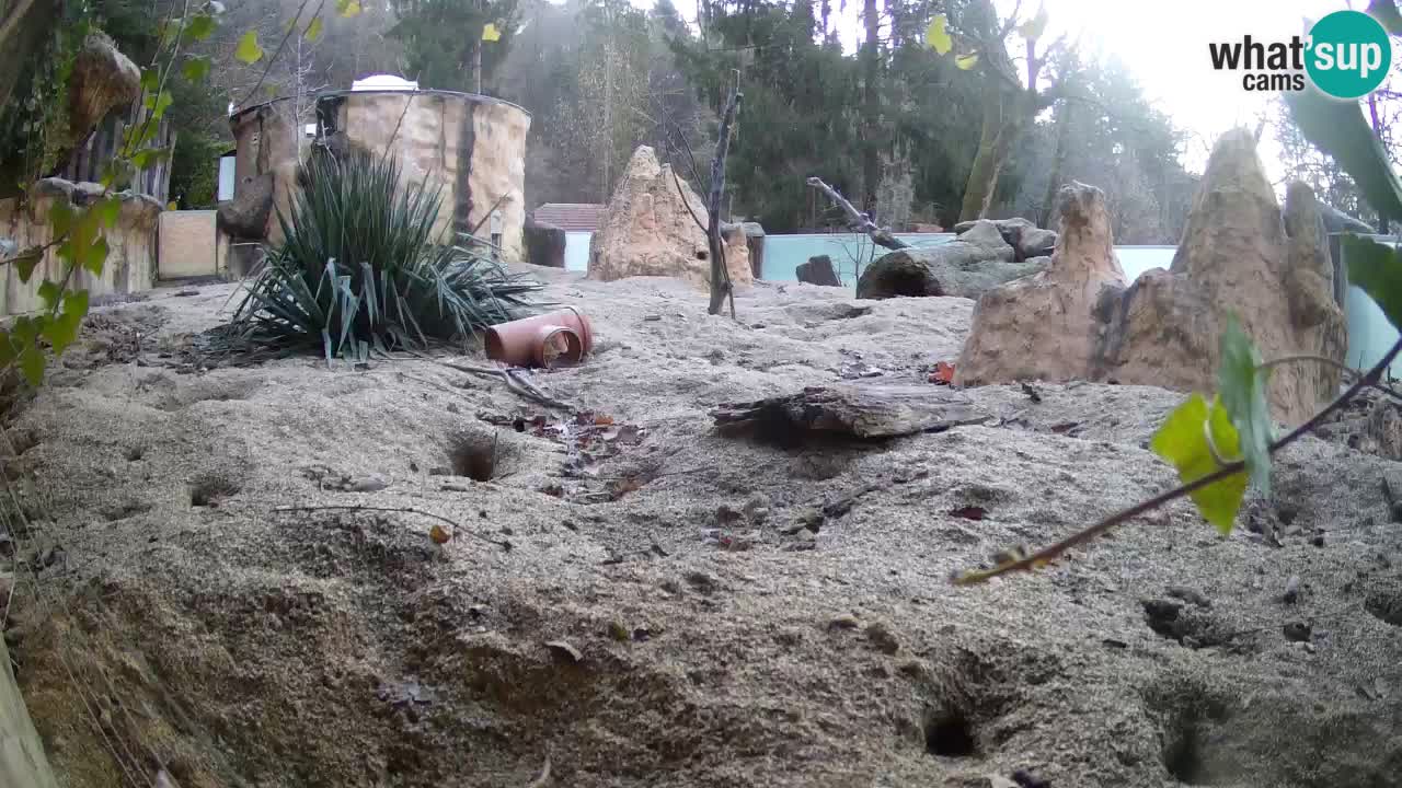 Live cam Zoo Ljubljana – Erdmännchen