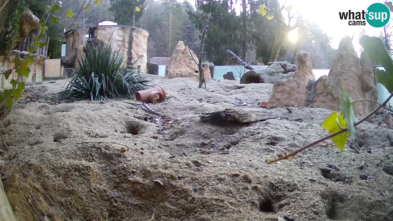 Live cam Zoo Ljubljana – Erdmännchen