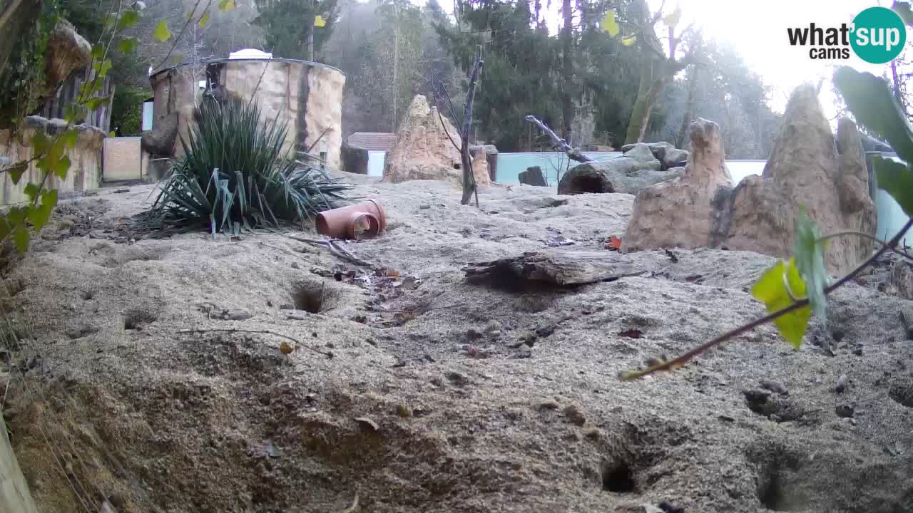 Webcam Zoo Ljubljana – Suricate