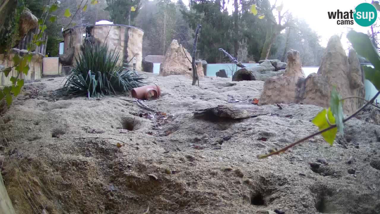 Live cam Zoo Ljubljana – Erdmännchen