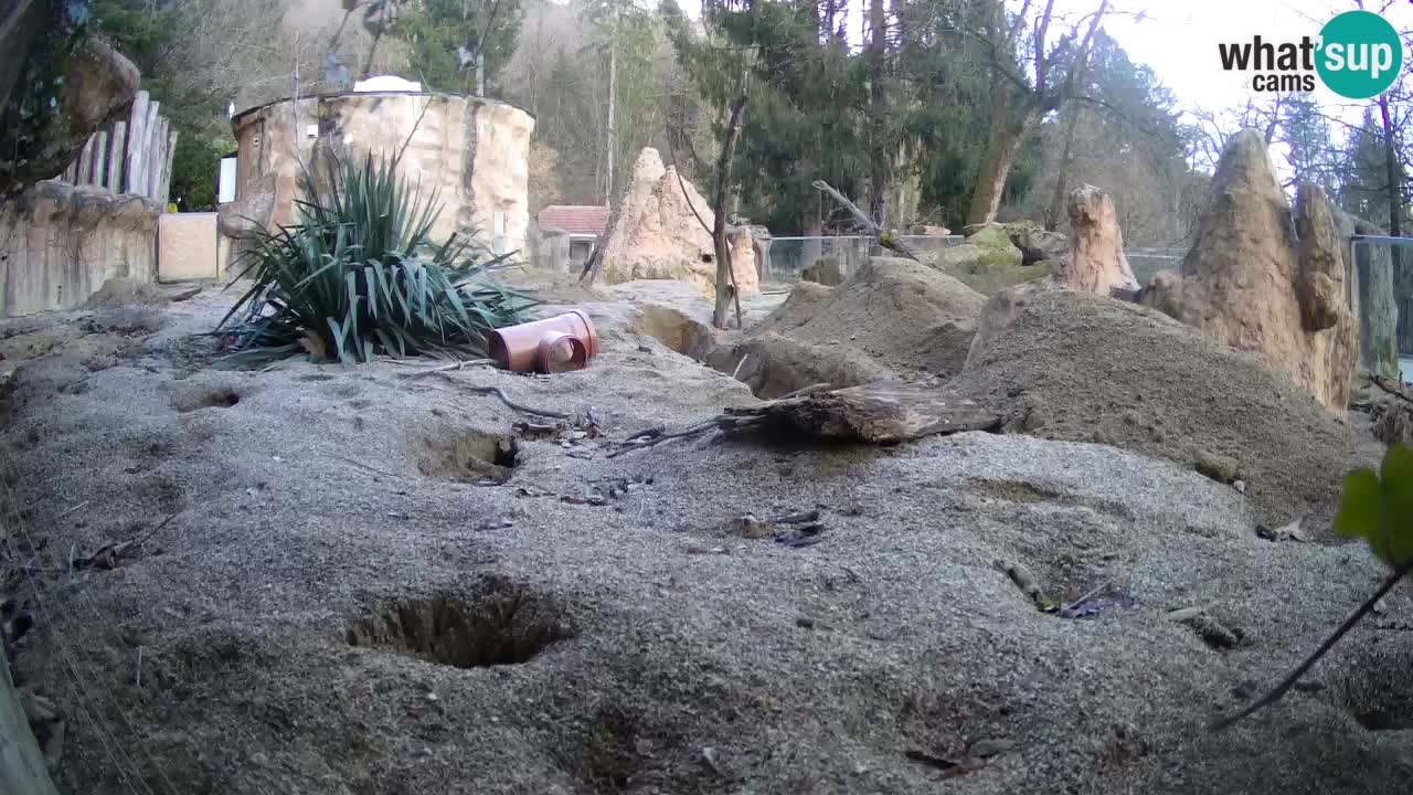 Zoo Ljubljana – Live webcam Meerkat (Suricata)