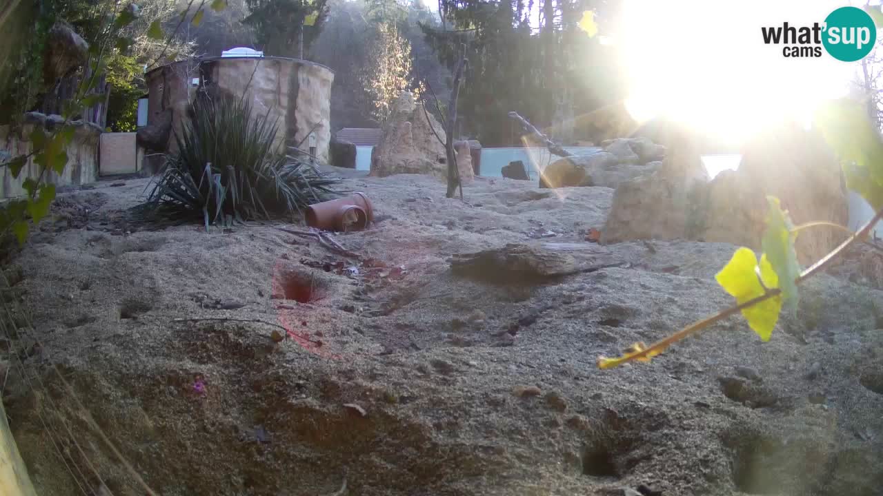 Live cam Zoo Ljubljana – Erdmännchen