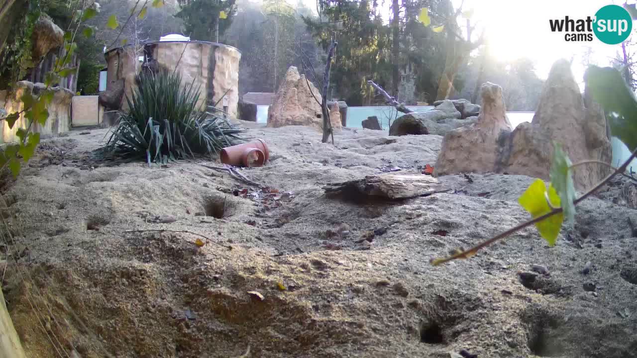 Zoo Ljubljana – Live webcam Meerkat (Suricata)