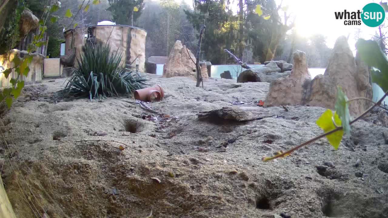 Zoo Ljubljana – Meerkat (Suricata)