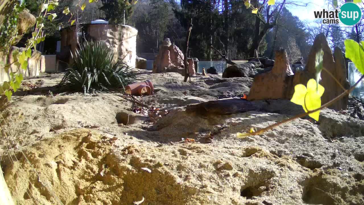 Zoo Ljubljana – Live webcam Meerkat (Suricata)