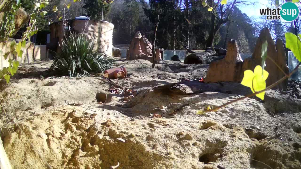 Zoo Ljubljana – Meerkat (Suricata)