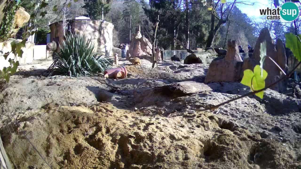 Zoo Ljubljana – Meerkat (Suricata)