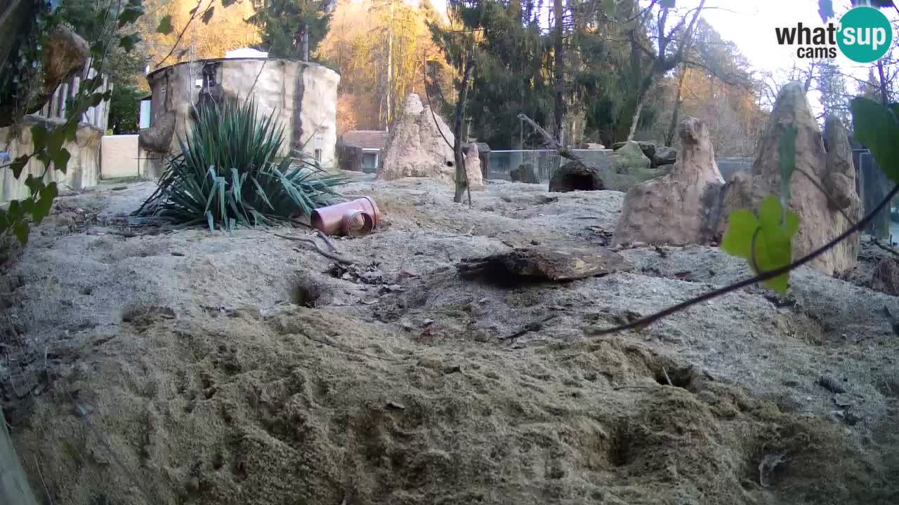 Zoo Ljubljana – Live webcam Meerkat (Suricata)