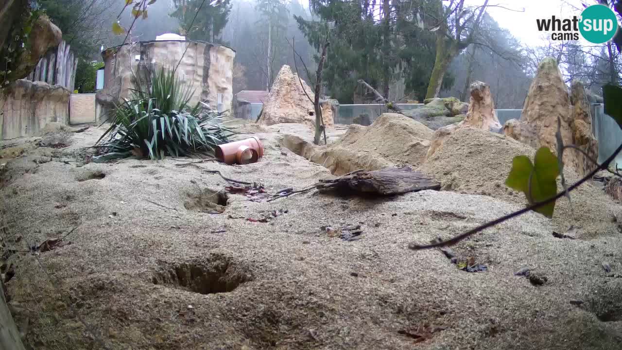 Live cam Zoo Ljubljana – Erdmännchen