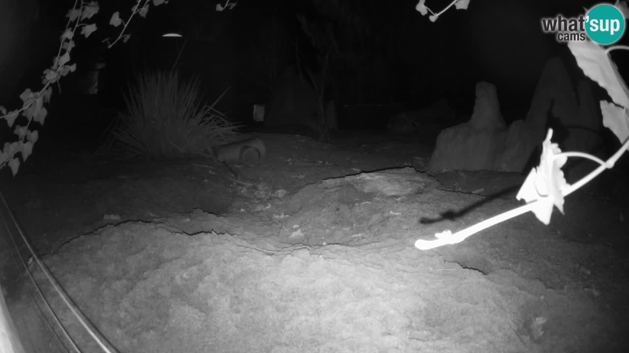 Zoo Ljubljana – Live webcam Meerkat (Suricata)