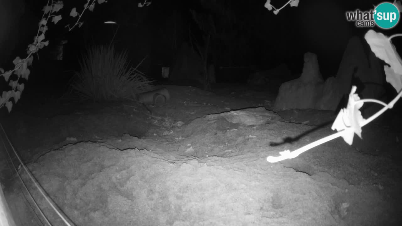 Zoo Ljubljana – Live webcam Meerkat (Suricata)