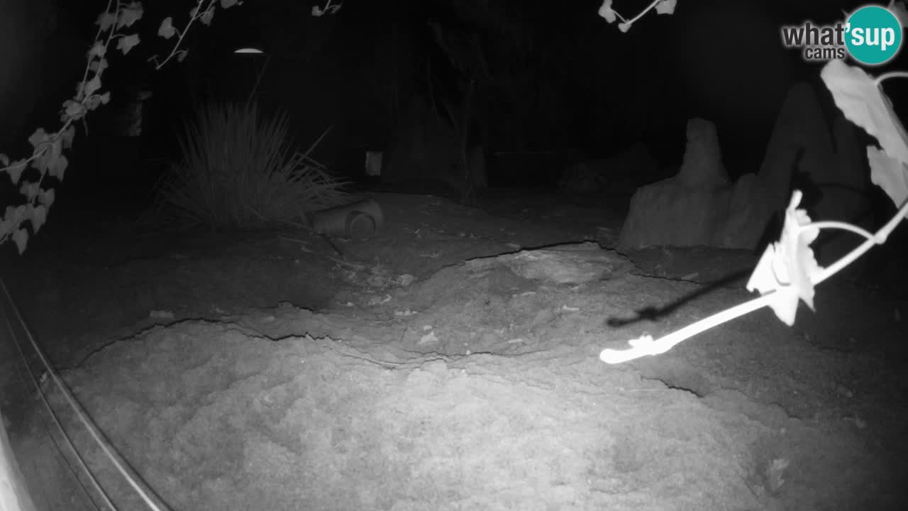 Zoo Ljubljana – Live webcam Meerkat (Suricata)