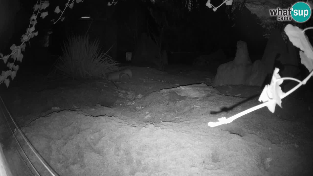 Webcam Zoo Ljubljana – Suricate