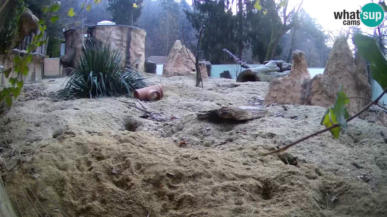 Zoo Ljubljana – Live webcam Meerkat (Suricata)