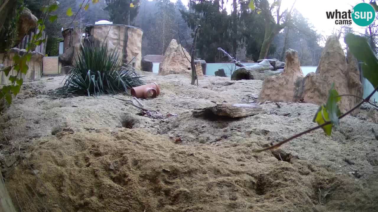 Webcam live Zoo Ljubljana – Suricata