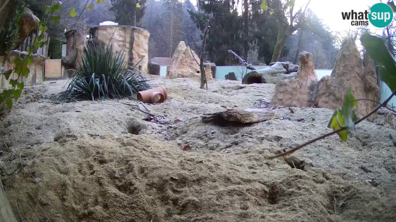 Zoo Ljubljana – Live webcam Meerkat (Suricata)