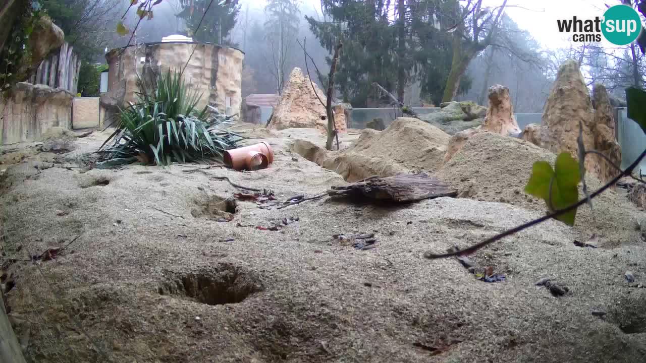 Webcam live Zoo Ljubljana – Suricata