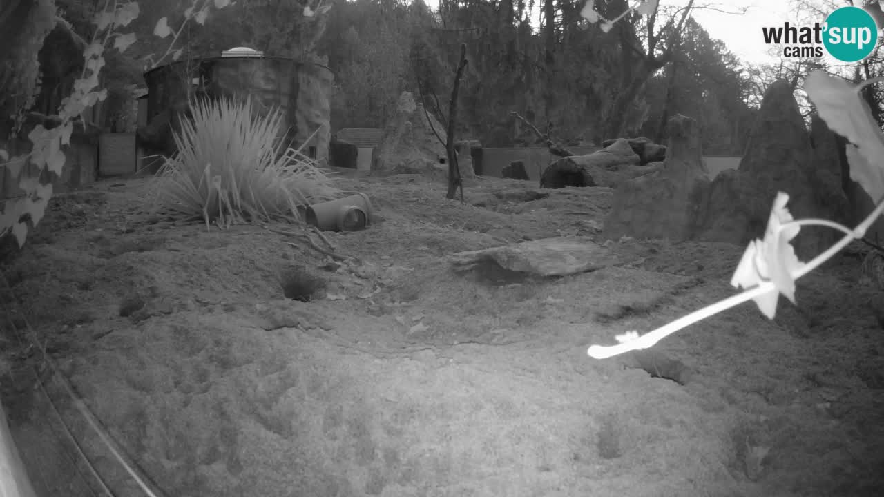 Webcam Zoo Ljubljana – Suricate