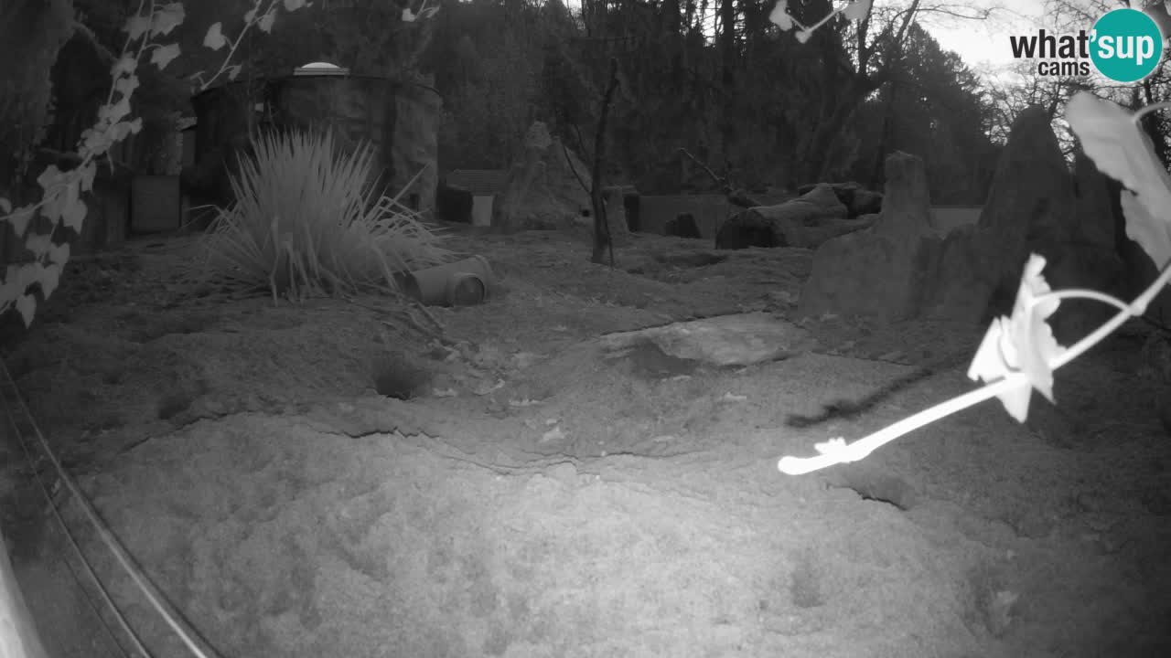 Live cam Zoo Ljubljana – Erdmännchen