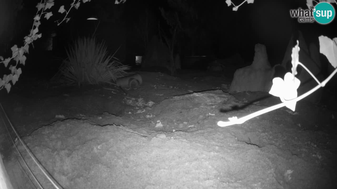 Zoo Ljubljana – Live webcam Meerkat (Suricata)