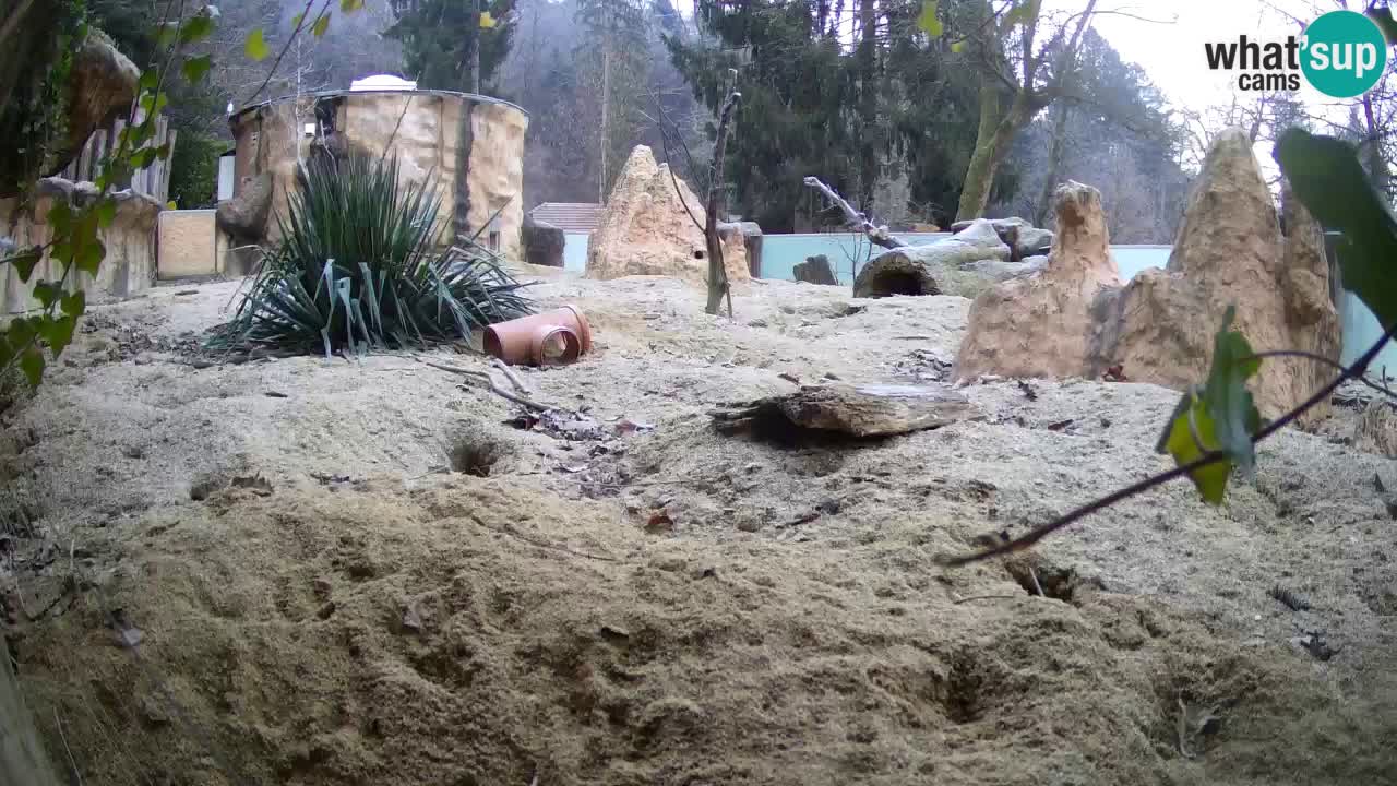 Zoo Ljubljana – Meerkat (Suricata)