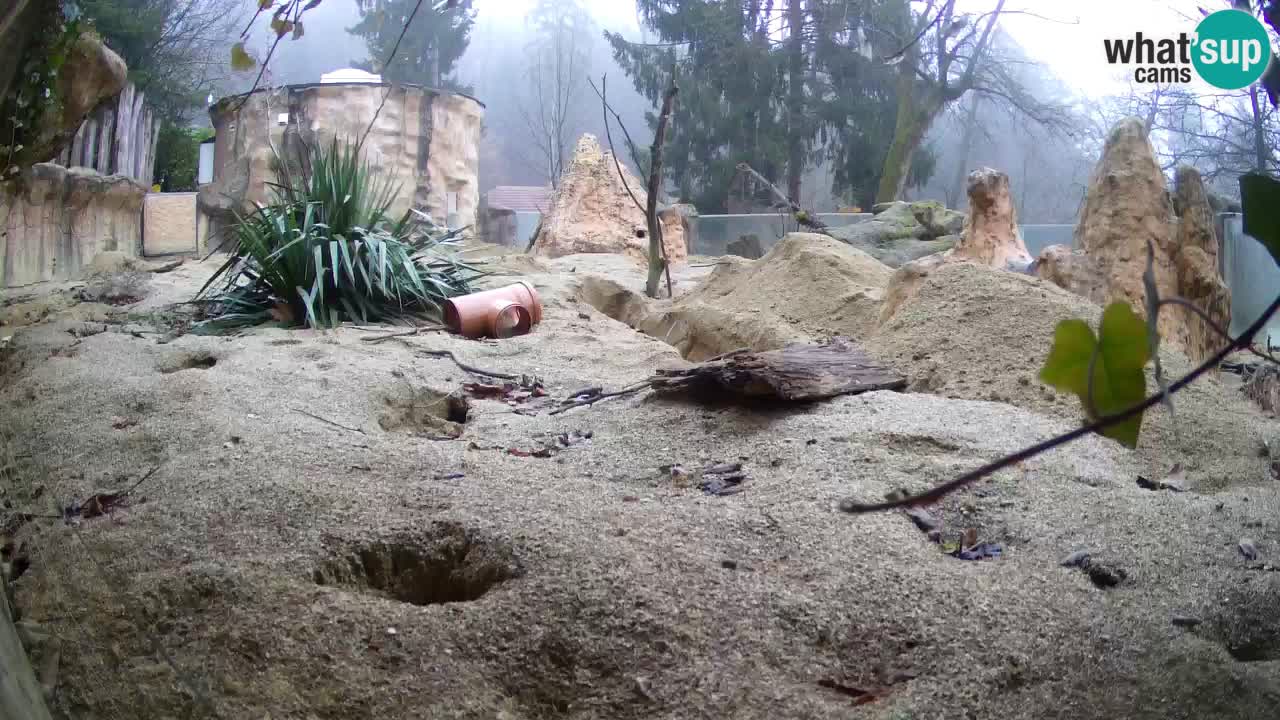 Webcam live Zoo Ljubljana – Suricata