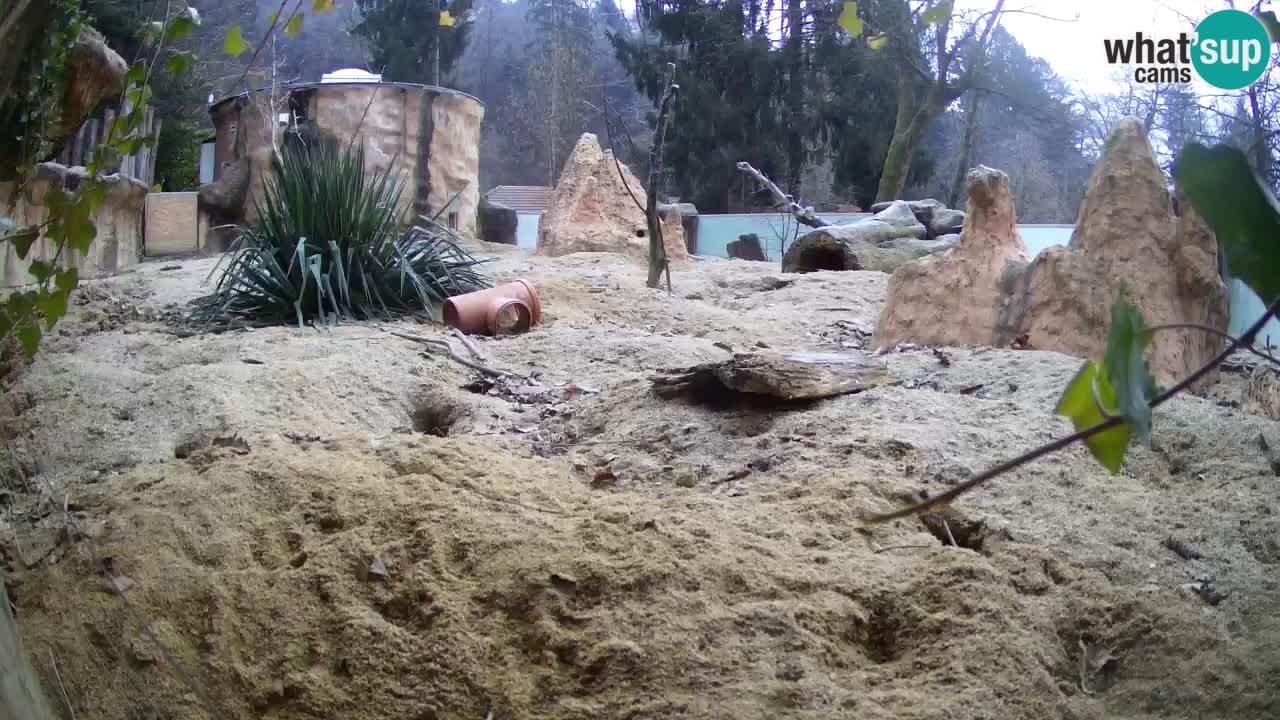 Webcam Zoo Ljubljana – Suricate