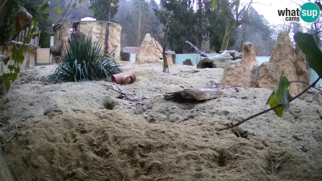 Live cam Zoo Ljubljana – Erdmännchen