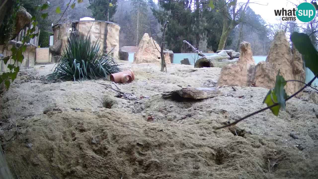 Webcam live Zoo Ljubljana – Suricata