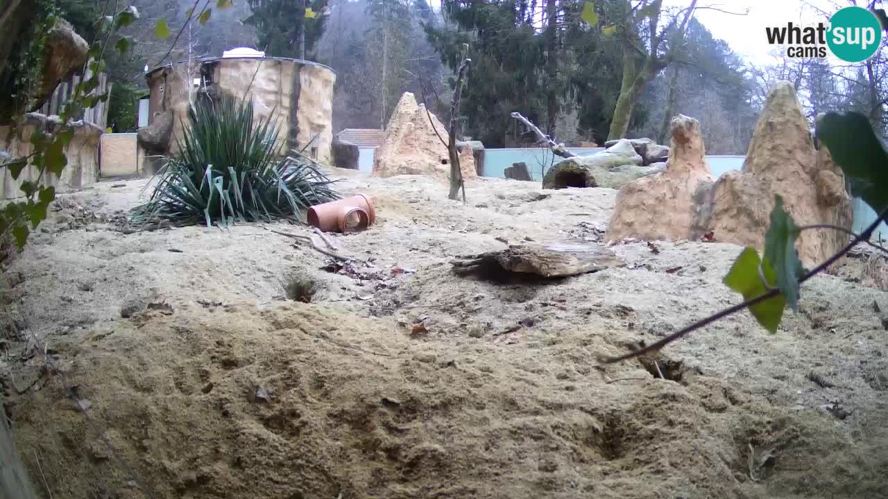 Live cam Zoo Ljubljana – Erdmännchen